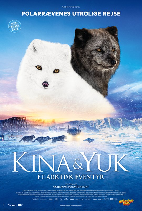 Kina et Yuk, renards de la banquise